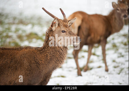 Junges Reh mit Geweih im Schnee Stockfoto