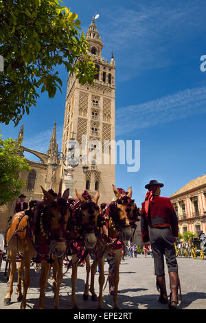 La Giralda Turm der Kathedrale von Sevilla mit Maultier gezogenen Kutsche Fahrer Andalusien Stockfoto