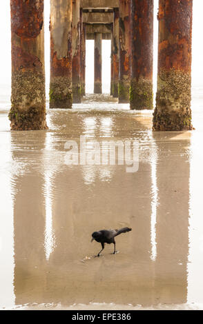 Ein einsamer schwarzer Vogel watet in einem Skim von Wasser unter der St. Johns County Ocean Pier in St. Augustine, Florida, USA. Stockfoto