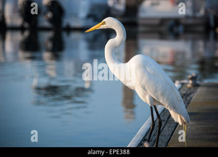 Silberreiher bei Sonnenaufgang auf einem Dock in St. Augustine Marina Matanzas Bay in St. Augustine, Florida, USA. Stockfoto