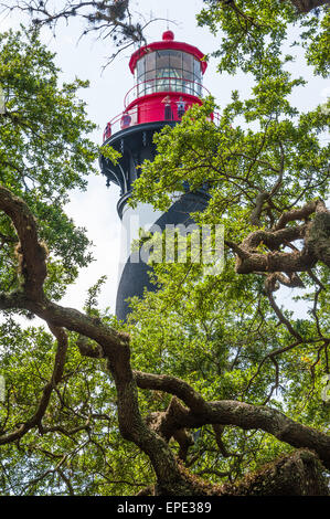 Der majestätische St. Augustine Leuchtturm erhebt sich über den gewundenen Zweigen der Florida Live Oak Bäume.  (USA) Stockfoto