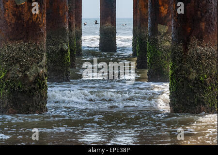 Strafing Pelikane Tiefflug über die Wellen gesehen durch die Pfähle des St. Johns County Ocean Piers in St. Augustine, FL. Stockfoto