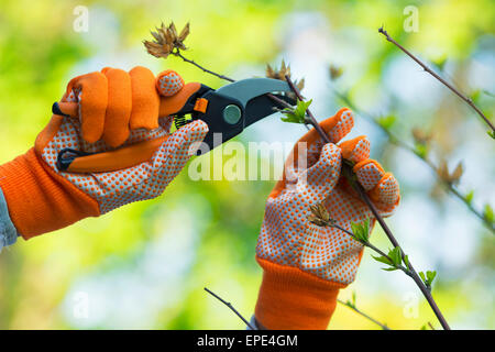 Gartenarbeit, beschneiden Hibiskus Pflanze, Handschuhe und Scheren Stockfoto