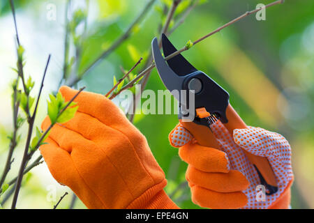 Gartenarbeit, beschneiden Hibiskus Pflanze, Handschuhe und Scheren Stockfoto