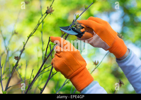 Gartenarbeit, beschneiden Hibiskus Pflanze, Handschuhe und Scheren Stockfoto
