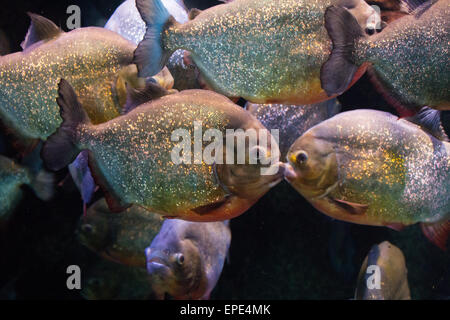 Eine Schule des großen Piranha in einem Aquarium. Stockfoto