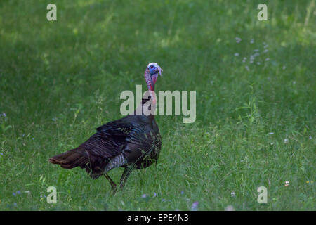 Ein Erwachsener Gobbler im Great Smoky Mountains National Park. Stockfoto