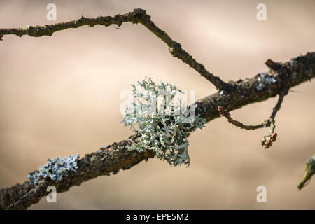 Nahaufnahme der Fruticose Form Flechten wachsen auf einem Ast in Frühling, Südengland, Großbritannien Stockfoto