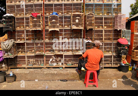 Ost-Jakarta, Indonesien. 17. Mai 2015. Ein Anbieter wartet auf Kunden neben Käfige voller Vögel bei der Jatinegara Vogel Markt in Jakarta, Indonesien. Primaten, Eulen, Otter, Schlangen und andere vom Aussterben bedrohte Tiere sind offen in der Mitte von Jakarta verkauft. Verkauf von gefährdeten Tieren wird ein großes Problem in Indonesien. © Risa Krisadhi/Pacific Press/Alamy Live-Nachrichten Stockfoto