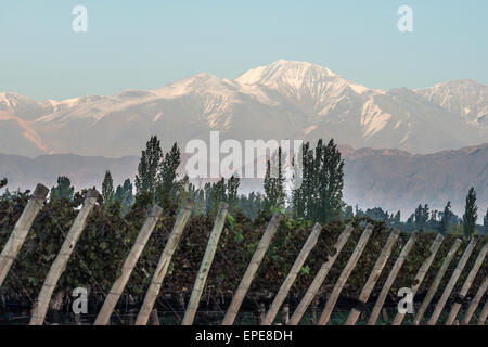 Am frühen Morgen in den Weinbergen in Maipu, argentinischen Provinz Mendoza Stockfoto