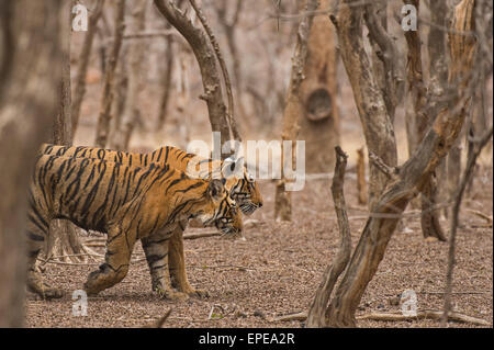 Wilden indischen Tiger-Mutter und ihr juvenile junges Wandern entlang in den heißen und trockenen Wälder von Ranthambore Stockfoto