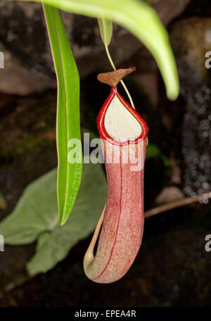 Nepenthes 'Laterne', fleischfressenden Insekten fressende Schlauchpflanze, mit Smaragd grünes Blatt vor einem dunklen Hintergrund rote hängenden Krug Stockfoto