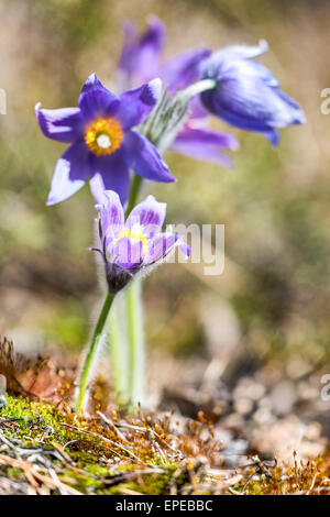 Eine seltene finnische Blume in voller Blüte, Kalvola, Hämeenlinna, Finnland, Europa, EU Stockfoto