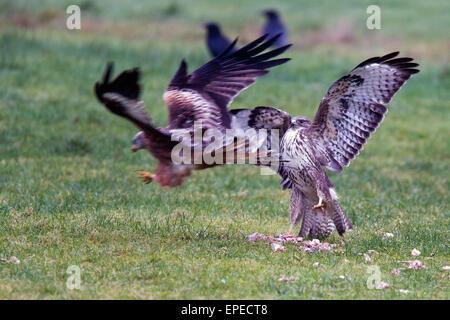 Mäusebussard Essen aus einem Sturzflug Rotmilan Rhayader, Wales, UK schützen wollen. Stockfoto