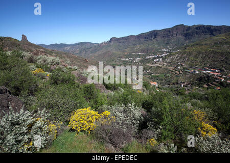 Blick vom Wanderweg unterhalb Roque Nublo in Richtung blühende Vegetation, des Roque Bentayga, Barranco de Tejeda und Tejeda Stockfoto