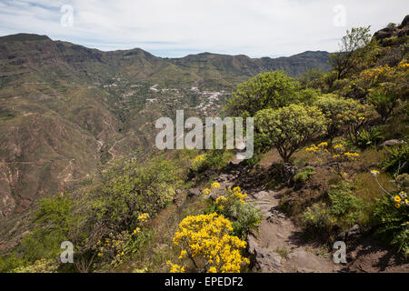 Blick vom Roque Bentayga in Richtung Tejeda, blühende Vegetation, Gran Canaria, Kanarische Inseln, Spanien Stockfoto