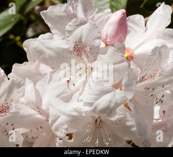 Rhododendron-Blüten in Norfolk, England, UK Stockfoto