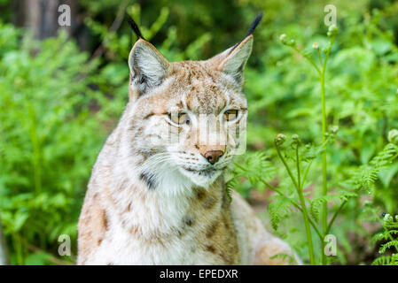 Eurasischer Luchs (Lynx Lynx), Weiblich, Gefangenschaft, Bad Schandau, Sachsen, Deutschland Stockfoto