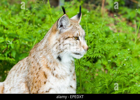 Eurasischer Luchs (Lynx Lynx), Weiblich, Gefangenschaft, Bad Schandau, Sachsen, Deutschland Stockfoto