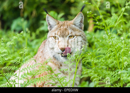 Eurasischer Luchs (Lynx Lynx), Weiblich, Gefangenschaft, Bad Schandau, Sachsen, Deutschland Stockfoto