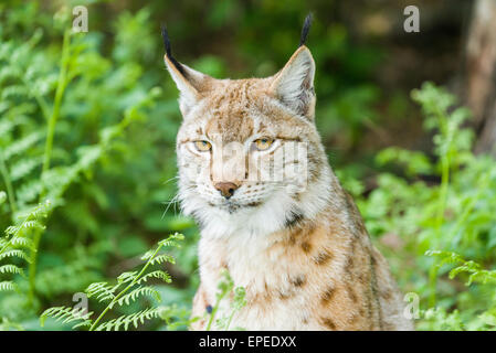 Eurasischer Luchs (Lynx Lynx), Weiblich, Gefangenschaft, Bad Schandau, Sachsen, Deutschland Stockfoto