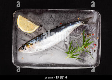 Mediterrane Meeresfrüchte Konzept. Frische Sardellen Fisch auf Eis-Teller mit bunten Pfefferkörner und frischen Kräutern auf schwarzem Hintergrund Stockfoto