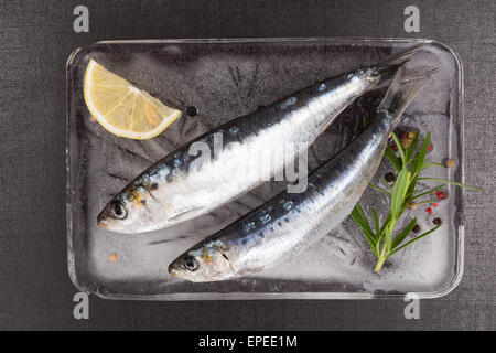 Mediterrane Meeresfrüchte Konzept. Frische Sardellen Fisch auf Eis-Teller mit bunten Pfefferkörner und frischen Kräutern auf schwarzen tbackground Stockfoto