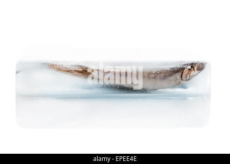 Frische Sardellen Fisch gefroren in Eisblock isoliert auf weißem Hintergrund. Frische Meeresfrüchte Hintergrund. Frischer Fisch. Stockfoto