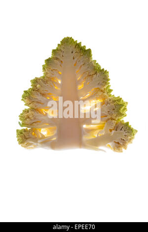 Gesunde Weihnachten Essen. Querschnitt von frischem Romanesco Brokkoli sah aus wie Weihnachtsbaum isoliert auf weißem Hintergrund. Stockfoto