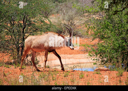 Roan Antilope (Hippotragus Spitzfußhaltung), Erwachsene, Tswalu Game Reserve, Kalahari-Wüste, Nordkap, Südafrika Stockfoto