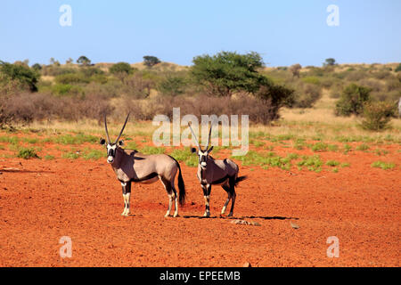 Spießböcke (Oryx Gazella), adult paar, Tswalu Game Reserve, Kalahari-Wüste, Nordkap, Südafrika Stockfoto