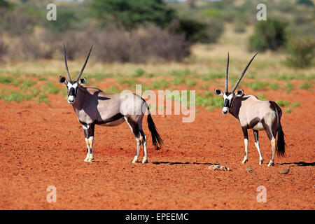 Spießböcke (Oryx Gazella), adult paar, Tswalu Game Reserve, Kalahari-Wüste, Nordkap, Südafrika Stockfoto