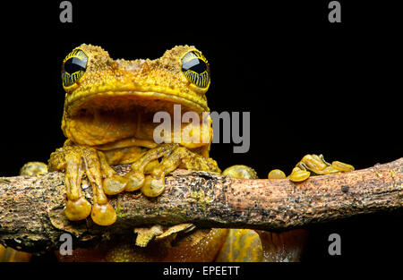 Manaus schlanken Beinen Laubfrosch (Osteocephalus Taurinus), Amazonas-Regenwald, Yasuni-Nationalpark in Ecuador Stockfoto