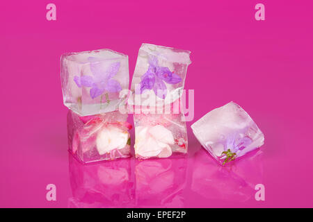 Blume Blüte in Eiswürfel auf rosa Hintergrund isoliert eingefroren. Weiblichkeit, Schönheit und Kosmetik-Konzept. Stockfoto