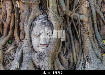 Buddha Statue den Kopf eingewachsene Wurzeln Würgefeige (Ficus Religiosa), Wat Mahathat, Ayutthaya, Zentralthailand Stockfoto