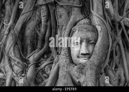 Buddha Statue den Kopf eingewachsene Wurzeln Würgefeige (Ficus Religiosa), Wat Mahathat, Ayutthaya, Zentralthailand Stockfoto