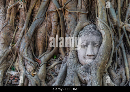 Buddha Statue den Kopf eingewachsene Wurzeln Würgefeige (Ficus Religiosa), Wat Mahathat, Ayutthaya, Zentralthailand Stockfoto