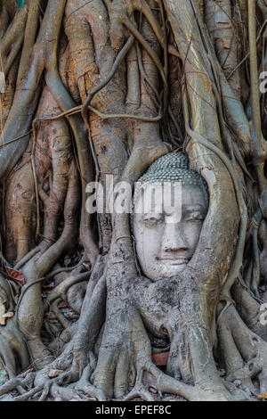 Buddha Statue den Kopf eingewachsene Wurzeln Würgefeige (Ficus Religiosa), Wat Mahathat, Ayutthaya, Zentralthailand Stockfoto