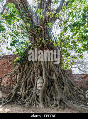 Buddha Statue den Kopf eingewachsene Wurzeln Würgefeige (Ficus Religiosa), Wat Mahathat, Ayutthaya, Zentralthailand Stockfoto