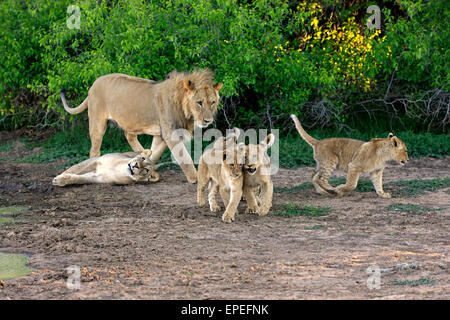 Löwen (Panthera Leo), stolz der Löwen mit jungen, vier Monate Tswalu Game Reserve, Kalahari-Wüste in Südafrika Stockfoto