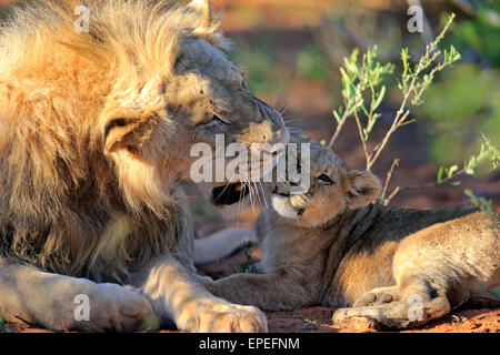 Löwe (Panthera Leo), männliche und Cub, vier Monate Game Reserve Tswalu Kalahari-Wüste, Südafrika Stockfoto