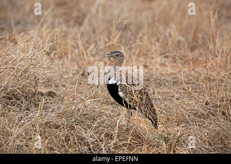 Schwarzbäuchigen Trappe (Lissotis Melanogaster), Männchen, Krüger Nationalpark, Südafrika Stockfoto