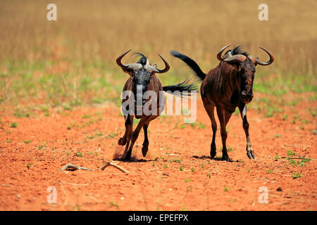 Blaue Gnus (Connochaetes Taurinus), zwei, Erwachsene, laufen, Tswalu Game Reserve, Kalahari-Wüste, Nordkap, Südafrika Stockfoto