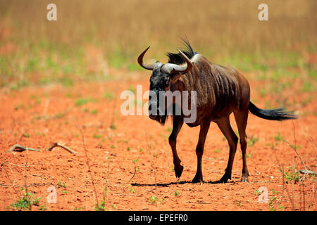 Gnus (Connochaetes Taurinus), Erwachsene, ausgeführt, Game Reserve Tswalu Kalahari-Wüste, Nordkap, Südafrika Stockfoto