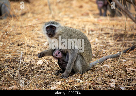 Vervet Affe (Chlorocebus Pygerythrus), Weibchen mit jungen, Nahrungssuche, St. Lucia Estuary, iSimangaliso Wetland Park Stockfoto