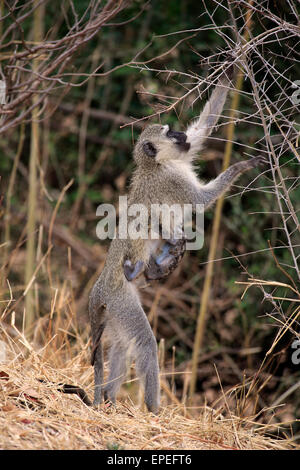 Vervet Affe (Chlorocebus Pygerythrus), Weibchen mit jungen, Nahrungssuche, St. Lucia Estuary, iSimangaliso Wetland Park Stockfoto