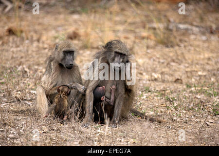 Chacma Paviane (Papio Ursinus), Weibchen mit Jungtieren, Spanferkel, Krüger Nationalpark, Südafrika Stockfoto