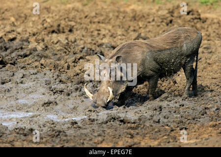 Warzenschwein (Phacochoerus Aethiopicus), Erwachsene, nachdem ein Schlammbad, Krüger Nationalpark, Südafrika Stockfoto