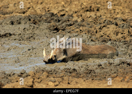 Warzenschwein (Phacochoerus Aethiopicus), Erwachsene, nachdem ein Schlammbad, Krüger Nationalpark, Südafrika Stockfoto