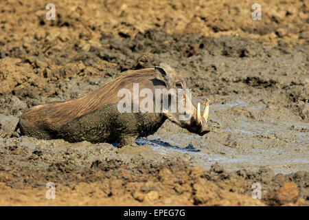 Warzenschwein (Phacochoerus Aethiopicus), Erwachsene, nachdem ein Schlammbad, Krüger Nationalpark, Südafrika Stockfoto